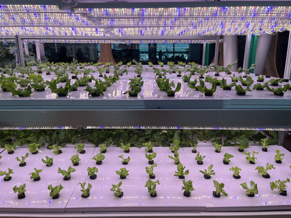 ▲리브팜(Livefarm) 인천공항점 매장 안에 위치한 재배기다.